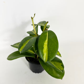 Hoya diversifolia (inner variegated) [#2280]