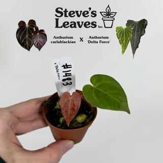 Anthurium carlablackiae x 'Delta Force' - Seedling [#1483]