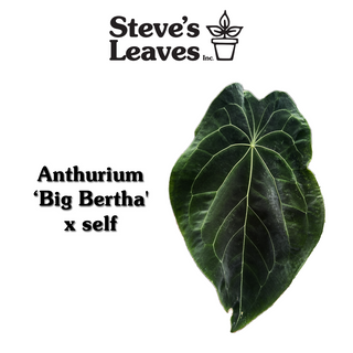 Anthurium 'Big Bertha' x self - 2 Seedlings [#1512]