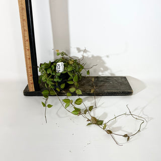 Dischidia "One-Stripe" [#2134]