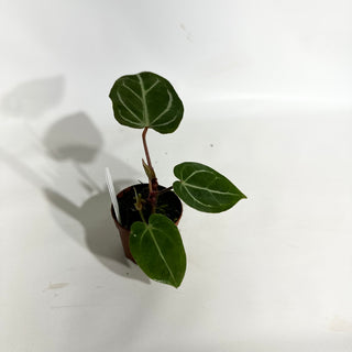 Anthurium 'Savannah' x self - 2 Seedlings [#1982]