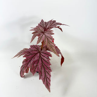 Begonia 'Lamoon' [#1915]
