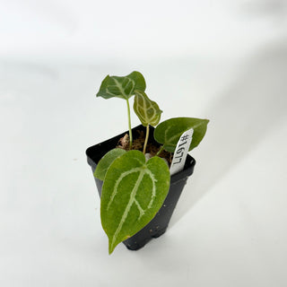 Anthurium magnificum/‘Silver Blush' x 'Arnold Schwarzenegger' [#1677]