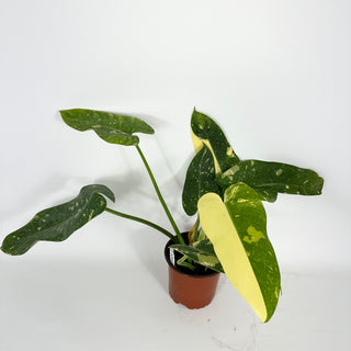 Philodendron 'Jose Buono' (Texas Form) [#2113]