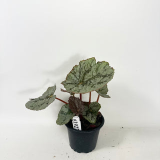 Begonia 'Steve's Leaves Saxon's Dream' [#1927]