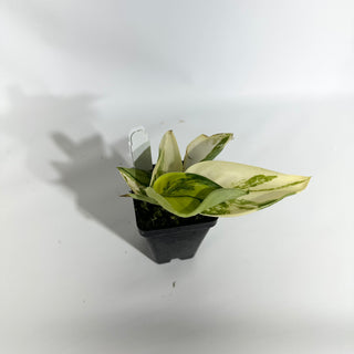 Z-4978 - Scindapsus pictus 'Jade Satin' aurea-variegata
