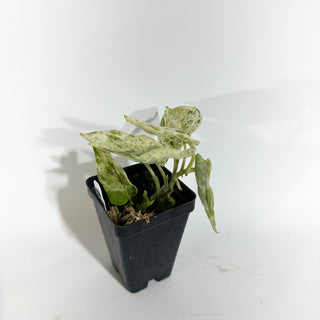 Z-4898 - Scindapsus pictus ‘Mangurai’ variegated