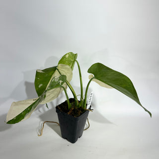 Syngonium chiapense variegated [#1953]