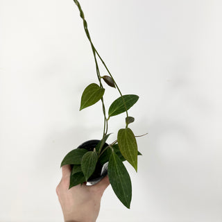 Hoya hellwigiana [#2290]