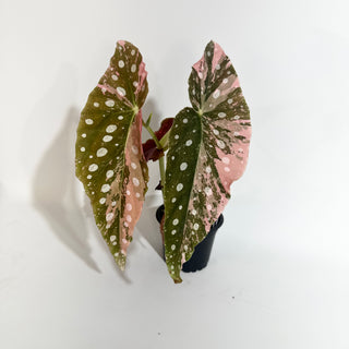Begonia maculata (Variegated) [#2014]