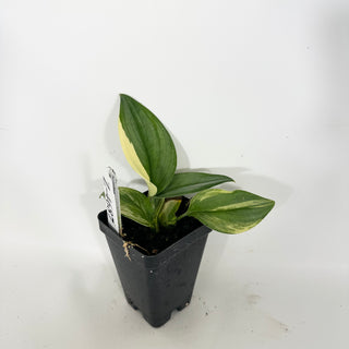 Z-4687 - Scindapsus pictus 'Rubicon'