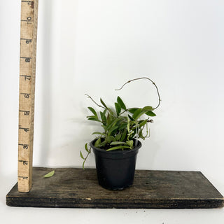 Hoya parviflora [#2369]