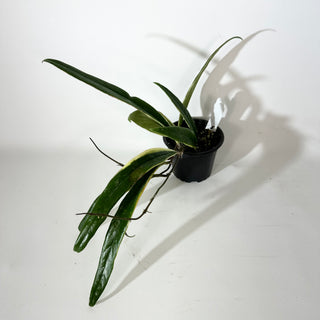 Hoya sulawesiana albo marginata [#2148]