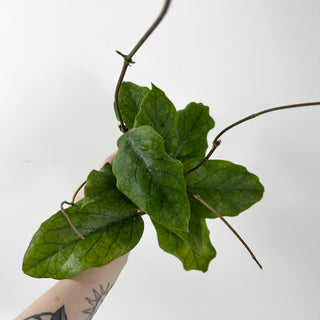 Hoya patcharawalai 029 [#1631]