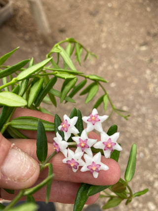Hoya engleriana