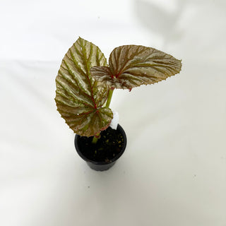 Z-4843 - Begonia brevirimosa (Silver Form)