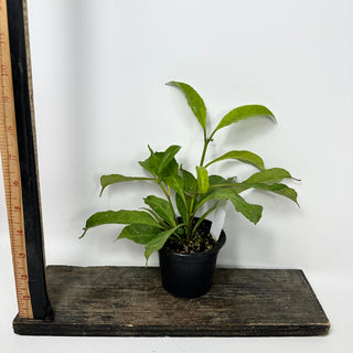 Hoya occultata "Splash" [#2403]