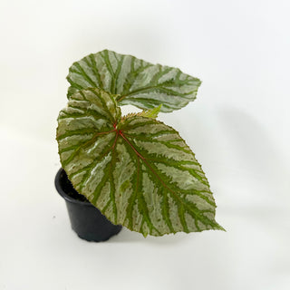 Begonia brevirimosa (Silver Form) [#2092]