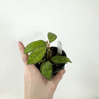 Hoya finlaysonii cv. (open pollinated) [#1642]