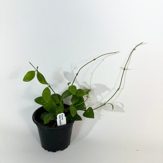 Hoya sp. Yellow Sapphire