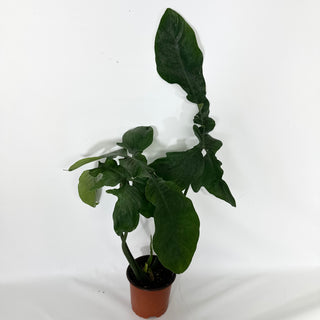 Z-4550 - Philodendron sp. 69686 x subhastatum (Non-TC)