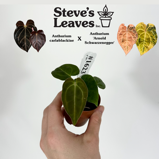 Anthurium carlablackiae x 'Arnold Schwarzenegger' - 2 Seedlings [#1623]