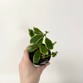 Hoya diversifolia albo-marginata [#1818]