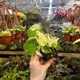 Scindapsus 'Jade Satin' albo-variegata