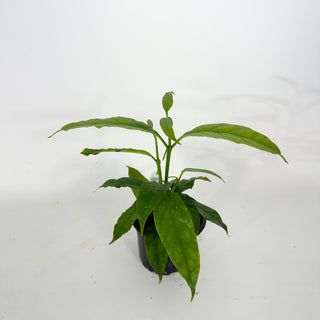 Hoya solokensis [#2358]