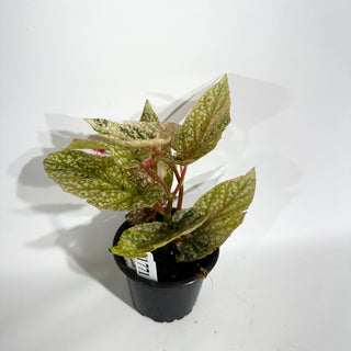 Begonia 'Snow Capped' (Variegated) [#1771]
