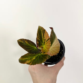 Begonia ‘Withlacoochee’ (Variegated) [#2119]