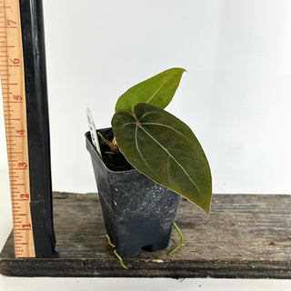 Anthurium magnificum/'Doc Block F2' x warocqueanum [#1976]