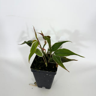 Z-4701 - Philodendron hederaceum ‘Micans Halo’