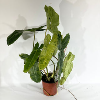 Z-4926 - Philodendron 'Paraiso Verde' (Non-TC)