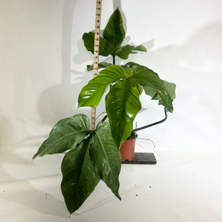 Z-5022 - Philodendron barrosoanum (Non-TC)