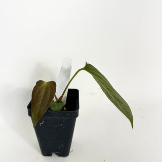 Anthurium 'Prince of Darkness' x indo portillae [#2083]