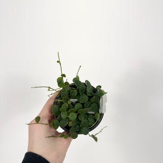 Hoya wenshanensis [#2234]