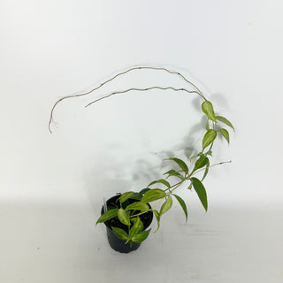 Hoya dennisii 'Frida' [#2328]