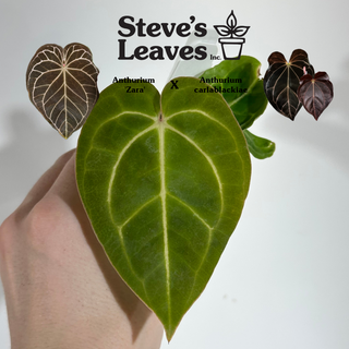 Anthurium 'Zara' x carlablackiae - 2 Seedlings [#1896]