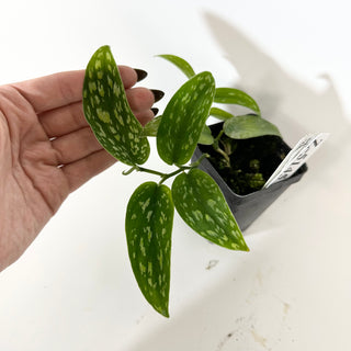 Z-5145 - Scindapsus pictus (Green Form Hassk)