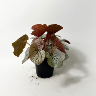 Begonia 'Rice Paper' [#2013]