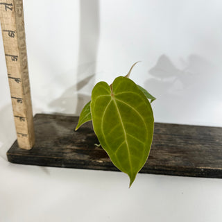 Anthurium magnificum/crystallinum x 'Prince of Darkness' - Seedling [#1900]