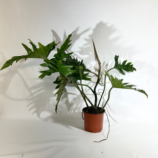 Philodendron 'Henderson's Delight' (Non-TC) [#1921]