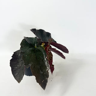 Begonia 'Monarch' [#1925]