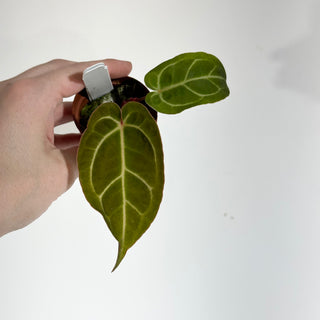 Anthurium 'Tezula Dreamweaver'/dorayaki x 'Chuck Norris' - Seedling [#1799]