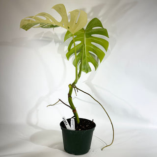 Monstera deliciosa 'Marmorata' [#1854]
