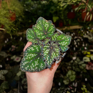 Begonia 'Fairytale' [#2172]
