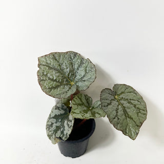 Begonia 'Steve's Leaves Saxon's Dream' [#2017]
