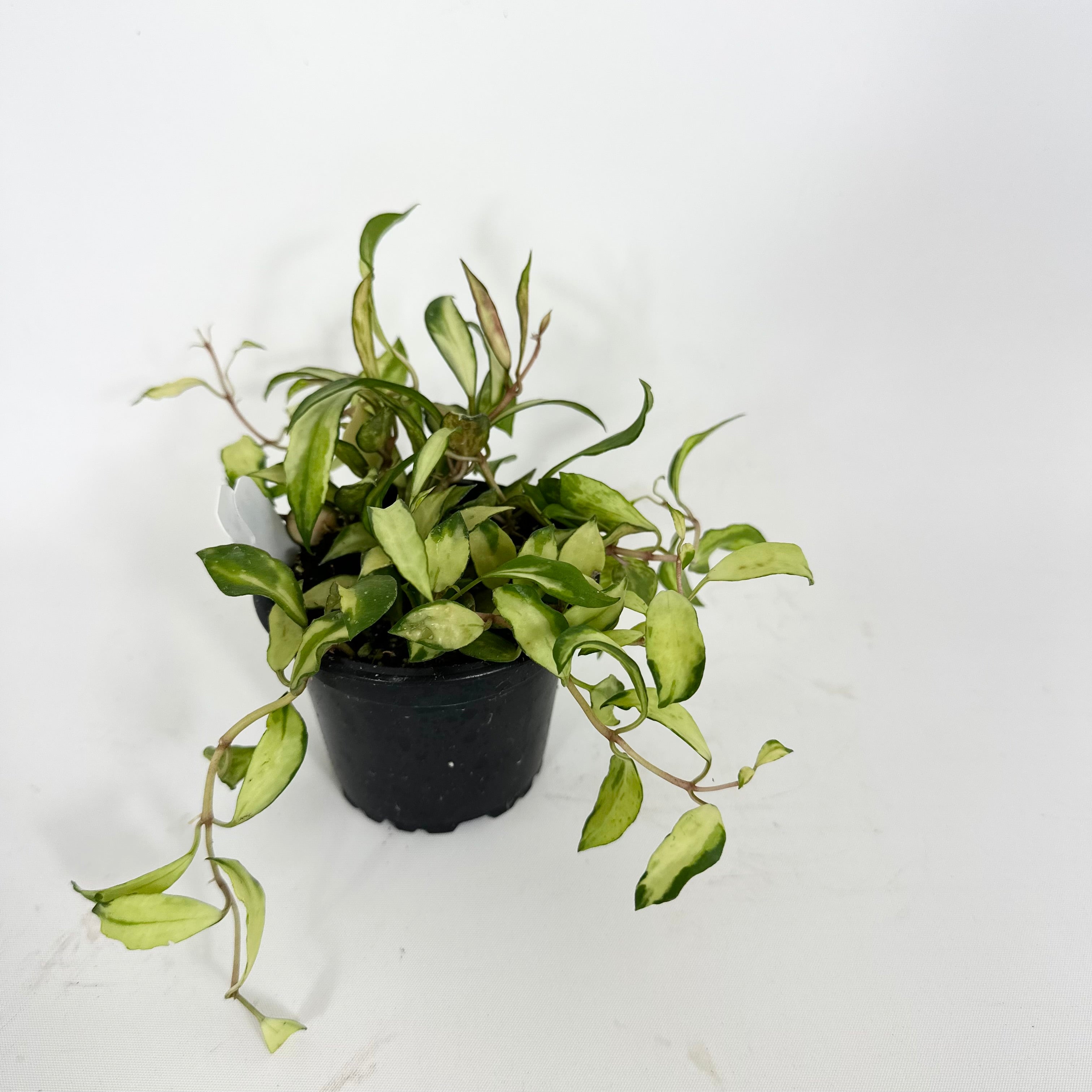 その他観葉植物 lacunosa minara &kentiana 'Lori rinn' lacunosa minara &kentiana 'Lori rinn'