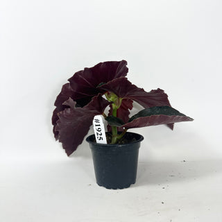 Begonia 'Monarch' [#1925]